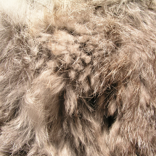 Mayang's Fur Texture- 