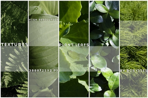 High res plants textures -  ,  