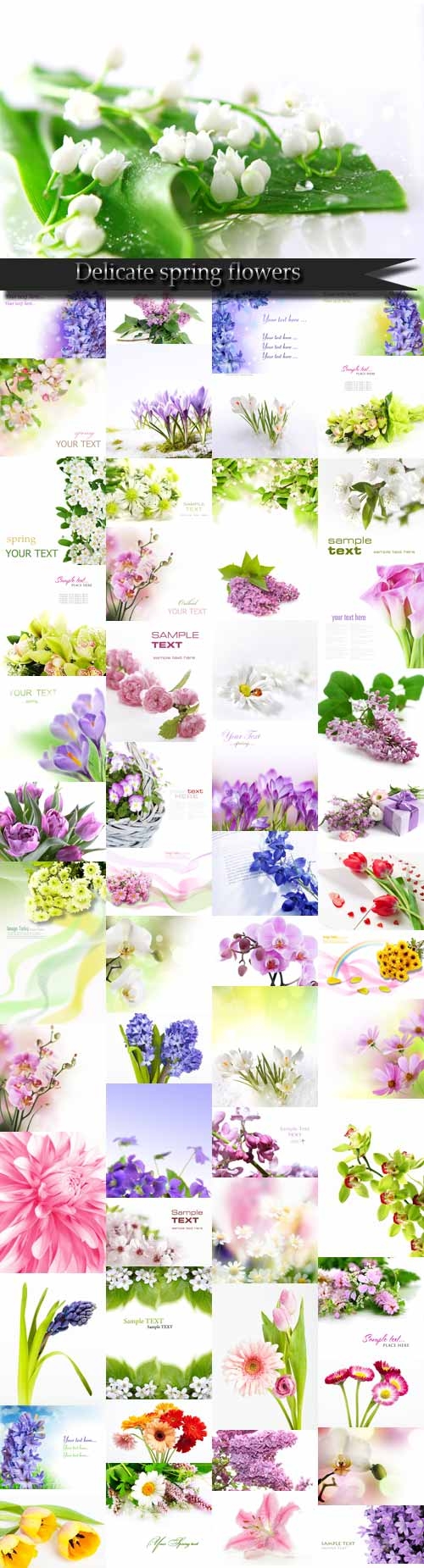 Delicate spring flowers Raster Graphics