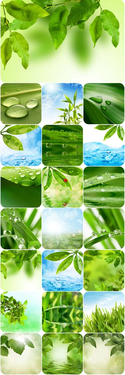 Fresh green spring backgrounds