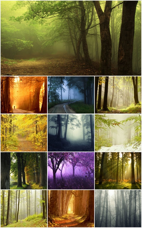 Magical forest stock photos