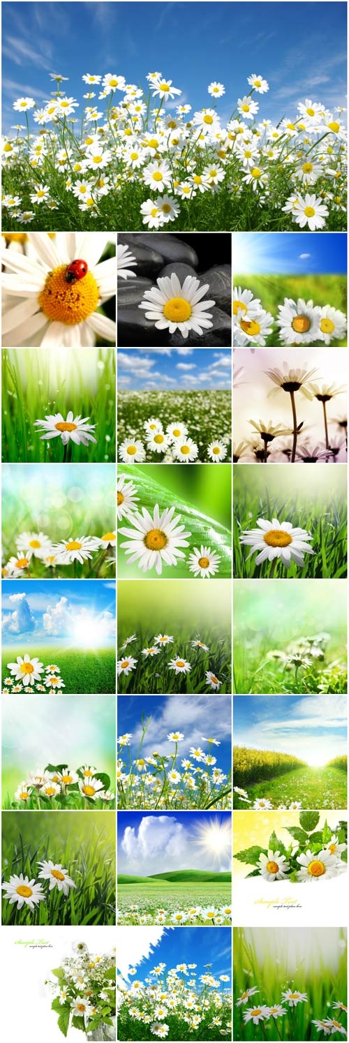 Chamomile stock photos