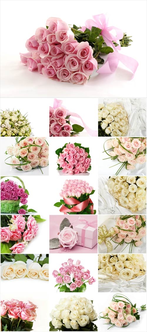 White and pink roses stock photos