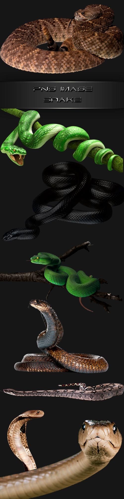 PNG clipart  Snake