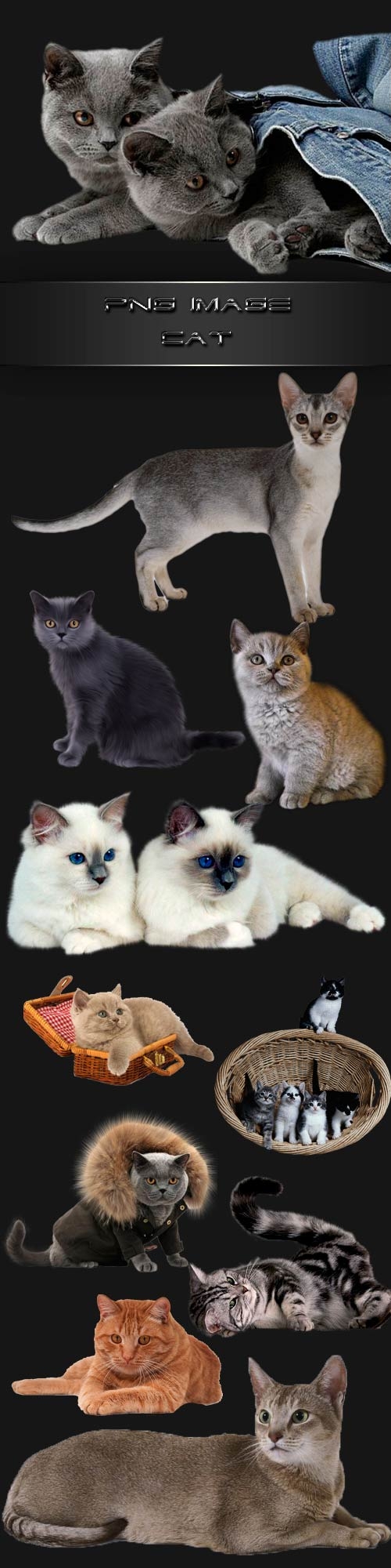 PNG clipart  Cats