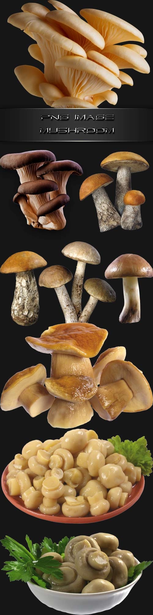 PNG clipart  Mushroom