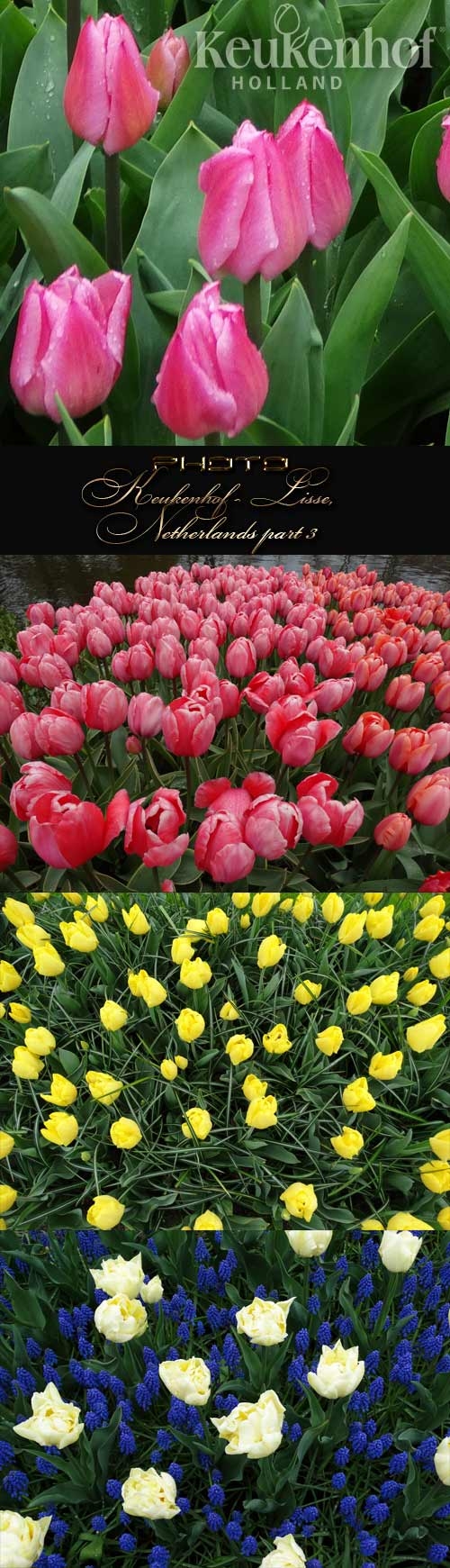   Keukenhof - Lisse, Netherlands 