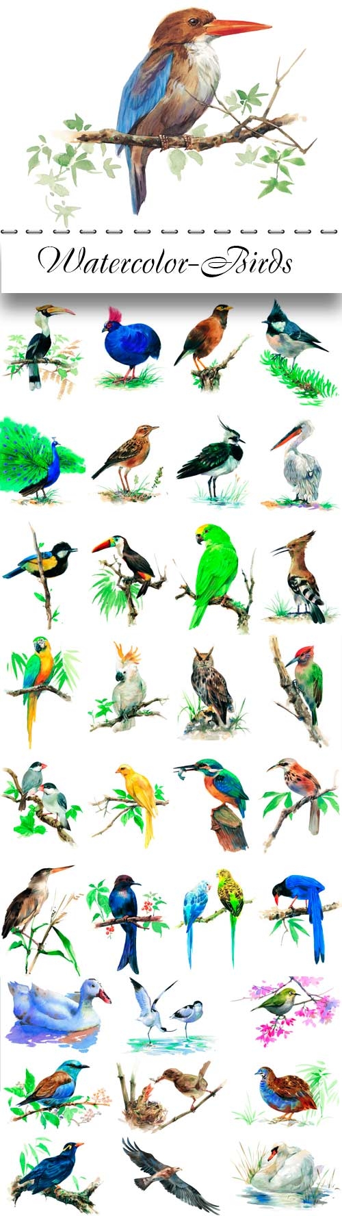 Watercolor- Birds