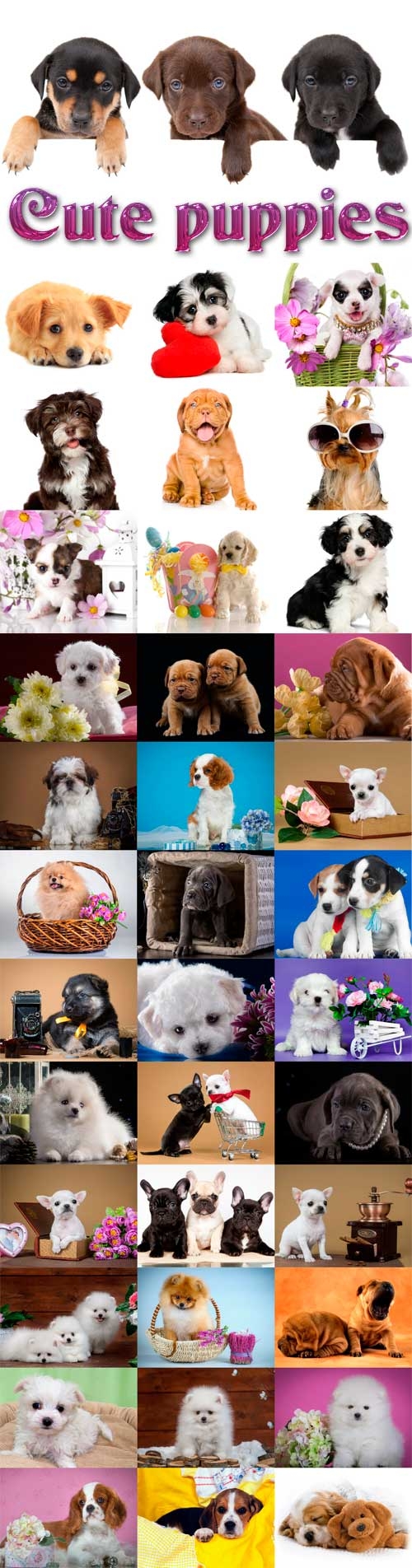 Cute puppies Raster Graphics