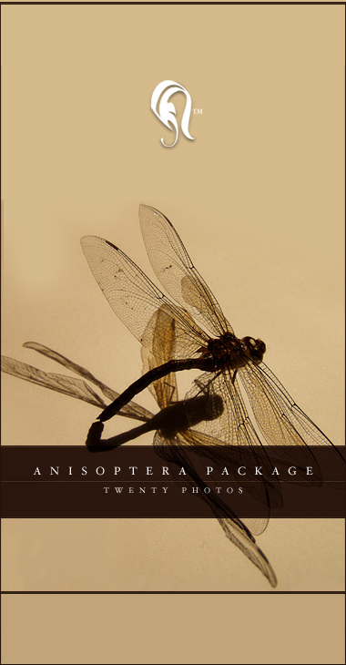 Package - Anisoptera - 01 - 