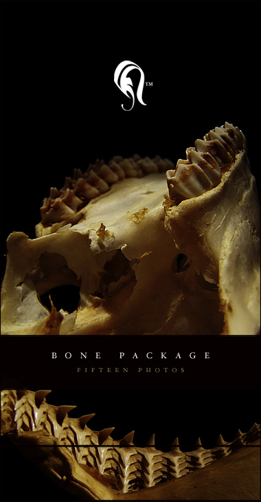 Package - Bone 4 - , , 