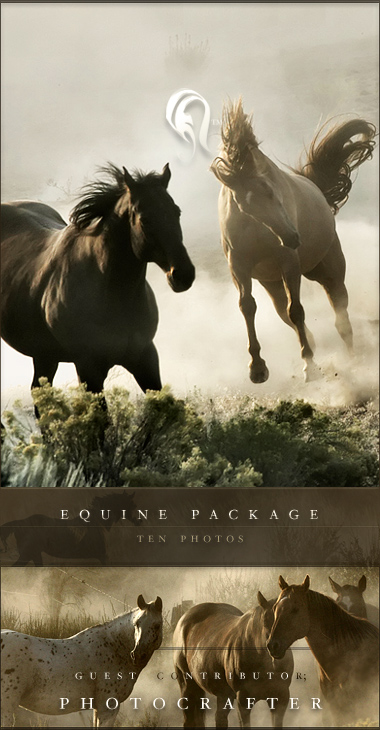 Package - Equine - 1  -  