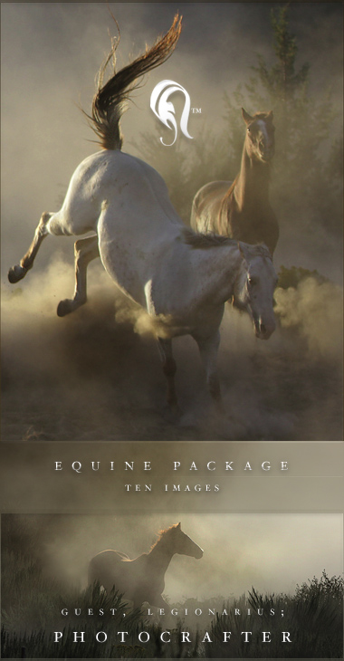 Package - Equine - 3 -  