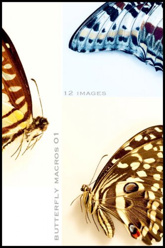 Butterflies Macro 01 -  , 