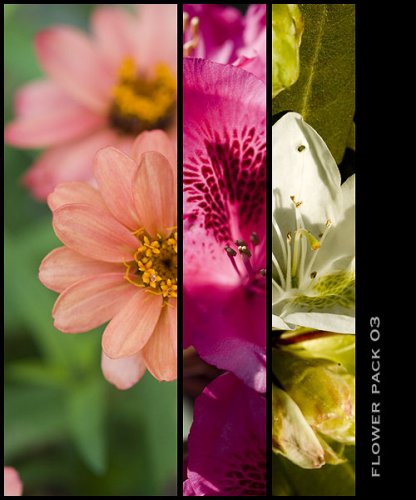 Flower Package 03 - 