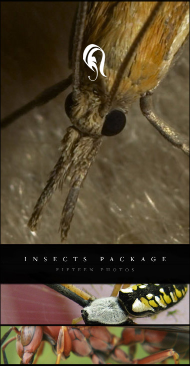 Package - Insect - 1 - 
