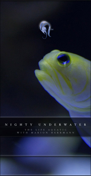 Package - Nighty Underwater -  