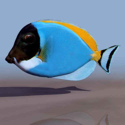 3D Ambly fish - рыба хирург