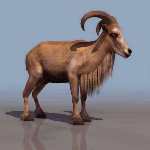 3D Arrui - горный козел