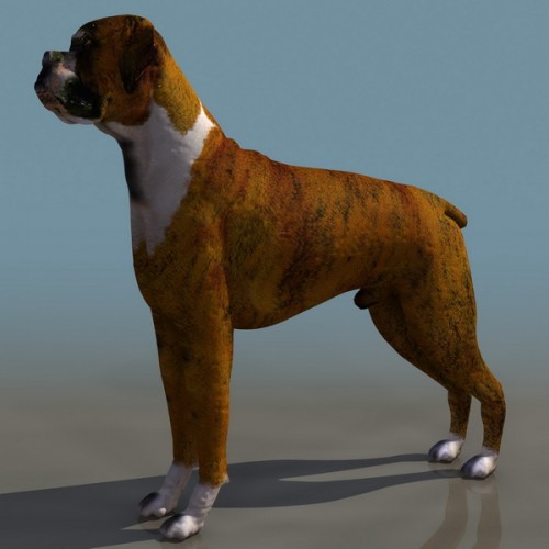 3D Boxer (dog) - собака боксер