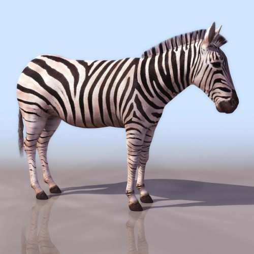 3D Zebra - зебра 