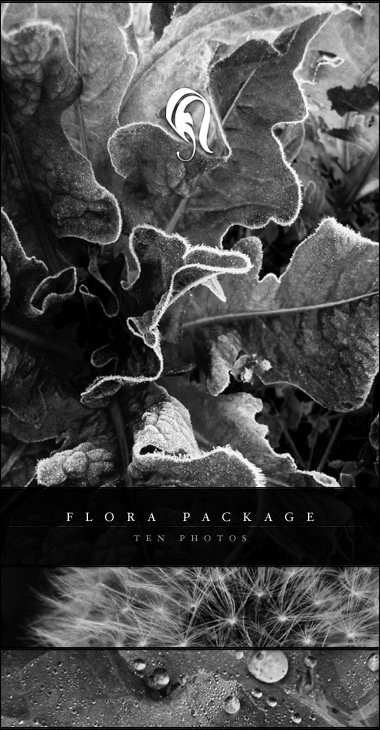 Package - Plant 1-  