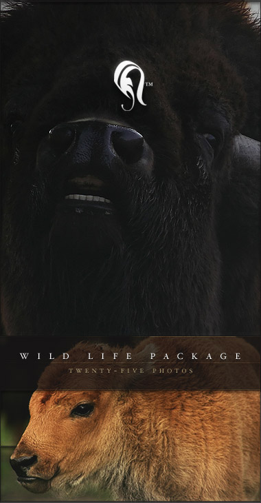 Package - Wild Life - 1 -  