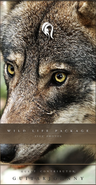 Package - Wild Life - 4 -  