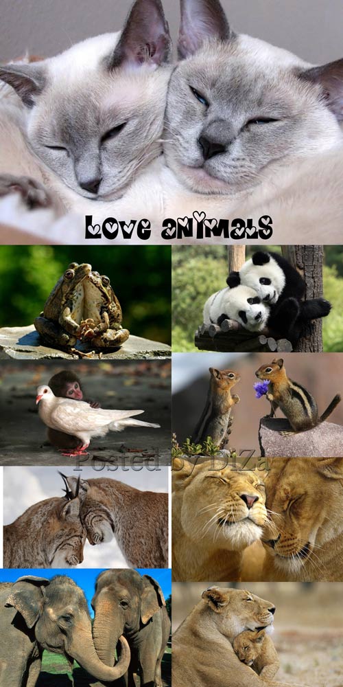 Love animals